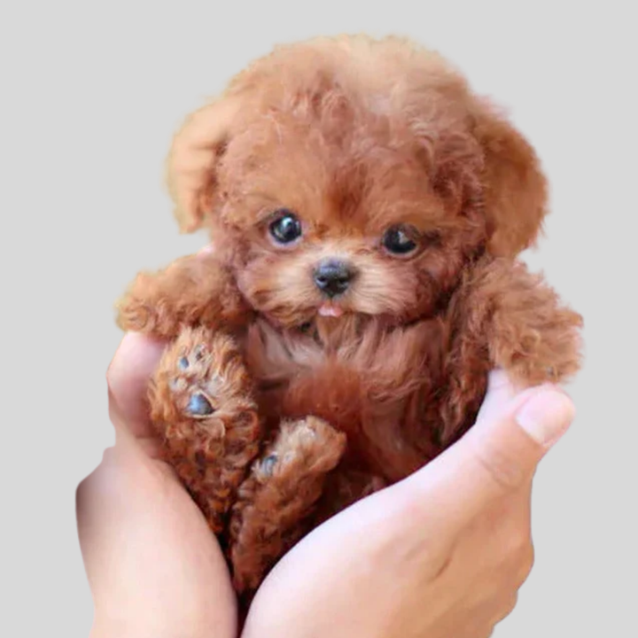 Interaktiv robotvalp